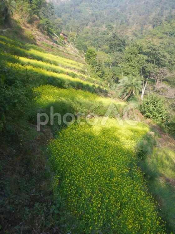 インドの菜の花畑縦 菜の花畑,菜の花,秘境の写真素材