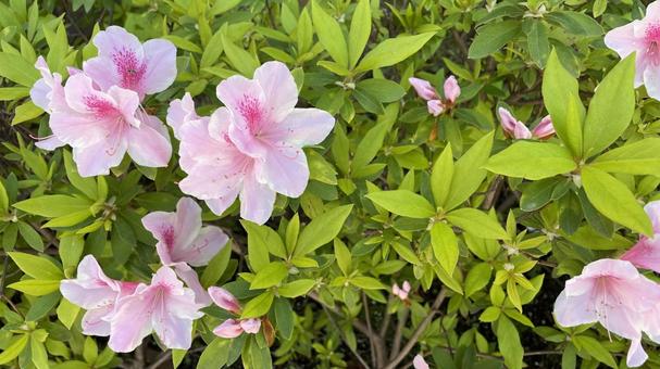 Azaleas at Yasubei Park①, JPG
