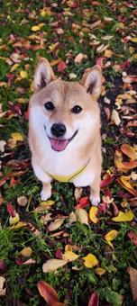 落ち葉と柴犬 柴犬,落ち葉,紅葉の写真素材
