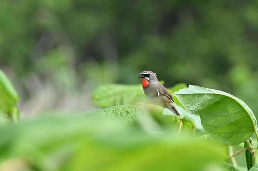 Photo, siberian rubythroat, wild bird, bird, 