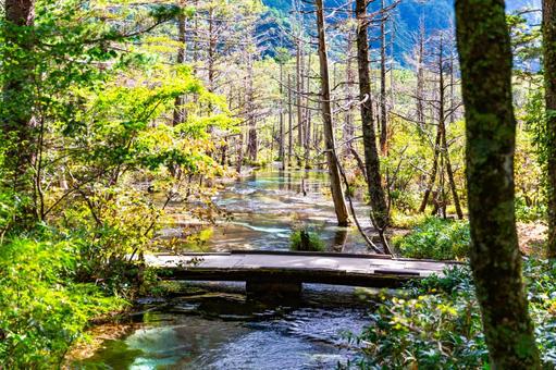 初秋の上高地 岳沢湿原2 初秋の上高地 岳沢湿原2の写真