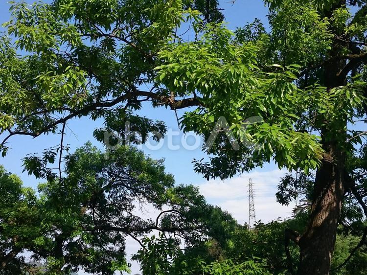鉄塔がある風景 鉄塔,送電線,電線の写真素材