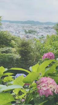 紫陽花と街 紫陽花と街の写真