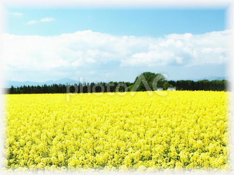 美しい菜の花畑 菜の花畑,アップ,旅行の写真素材