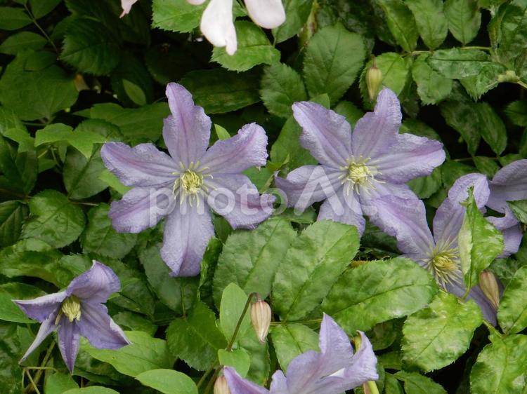 【花の写真】クレマチス クレマチス,キンポウゲ科,自然の写真素材