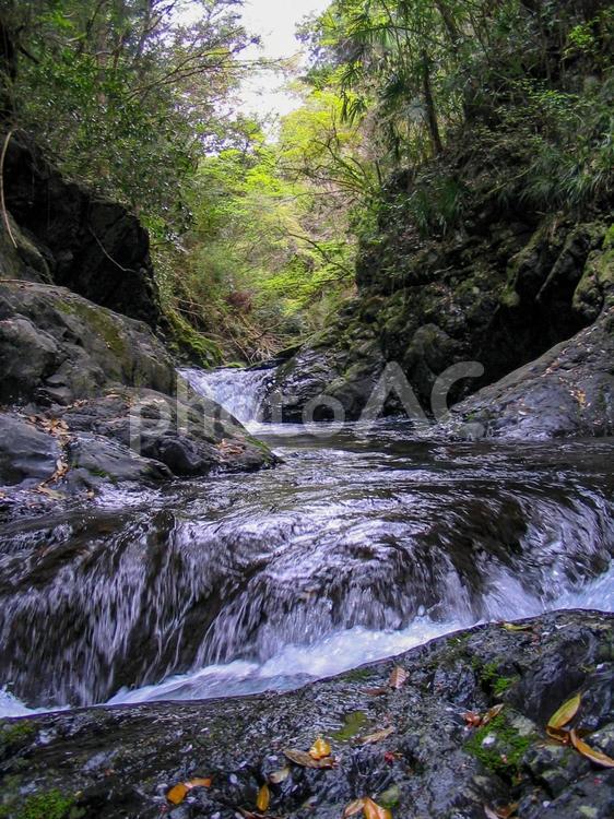 水が澄んでいる美しい渓流 渓流,渓谷,清流の写真素材