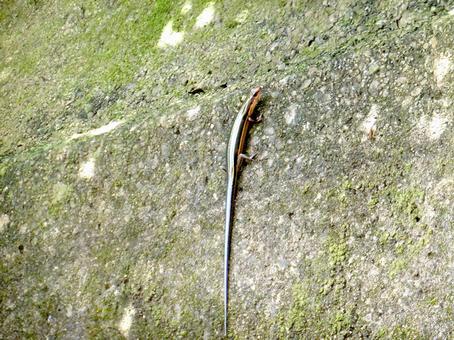 コンクリート外壁にしがみつくニホントカゲ ニホントカゲ,蜥蜴,爬虫類の写真素材