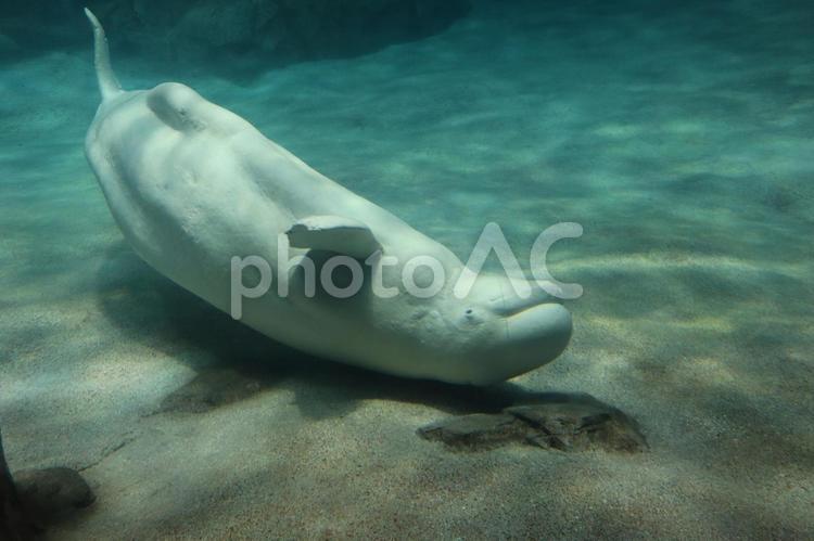 水族館の水槽の底を泳ぐシロイルカ シロイルカ,水族館,水槽の写真素材