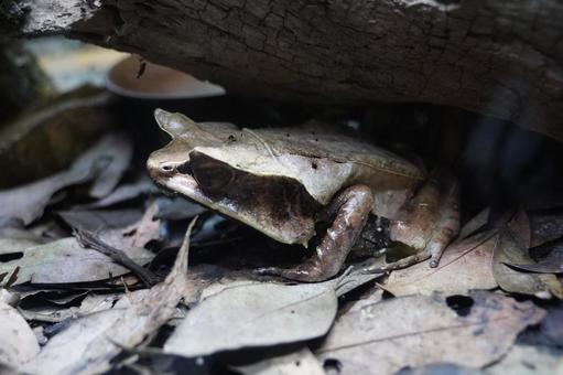体感型カエル館 KawaZoo 体感型カエル館,kawazoo,かえるの写真素材