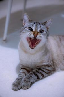 大きく口を開ける猫 大きく口を開ける猫 猫,あくび,口を開けるの写真素材