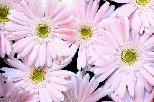 ピンクのガーベラ ガーベラ,ピンクのガーベラ,ピンクの写真素材