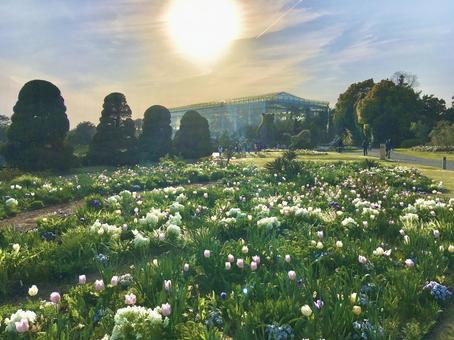 浜松フラワーパーク 浜松フラワーパーク 浜松フラワーパーク,植物園,花畑の写真素材