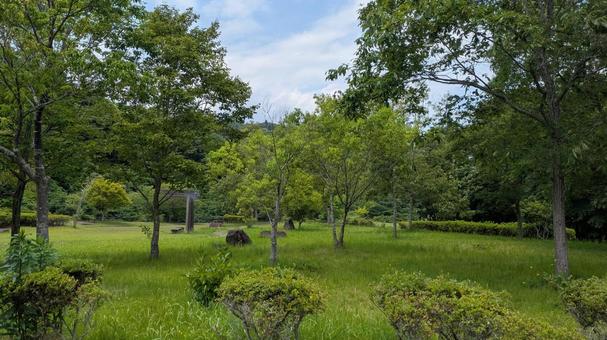 Photo, grass, the trees, woods, 