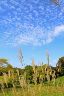 ススキ　草原　雲　青空 ススキ,秋,空の写真素材