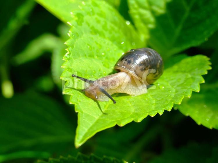 カタツムリ 蝸牛,虫,でんでん虫の写真素材