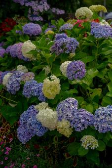 色鮮やかなアジサイの群生の写真