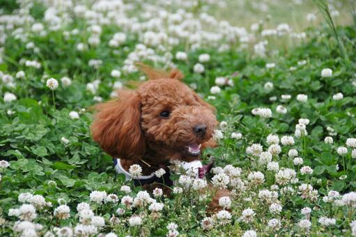 シロツメクサに囲まれたトイプードル トイプードル,犬,動物の写真素材