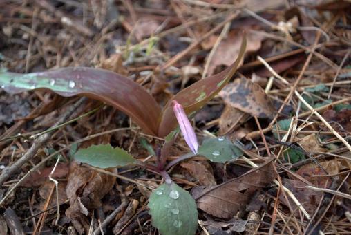 Dogtooth violet buds, JPG