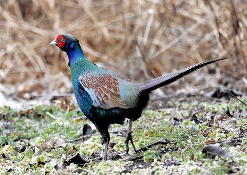 キジ キジ キジ,国鳥,勇気の写真素材