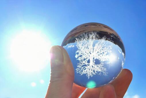 エコイメージ-ガラスの木と青空 エコ,木,環境の写真素材