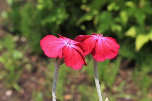 リクニス・スイセンノウ リクニス・スイセンノウの写真