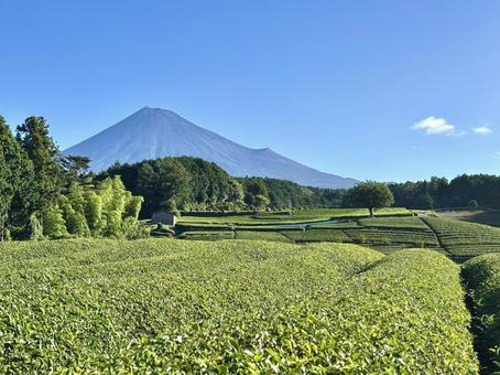 緑綺麗な夏の茶畑と富士山 緑綺麗な夏の茶畑と富士山 富士山,茶畑,お茶の写真素材