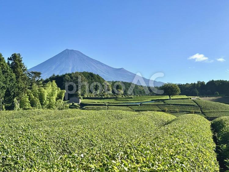 緑綺麗な夏の茶畑と富士山 富士山,茶畑,お茶の写真素材