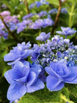 紫陽花② 紫陽花②の写真