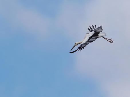 空飛ぶコウノトリ① 空飛ぶコウノトリ① コウノトリ,鸛,飛翔の写真素材