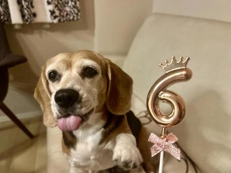 6歳の誕生日に舌を出すペットのビーグル犬 6歳の誕生日に舌を出すペットのビーグル犬の写真