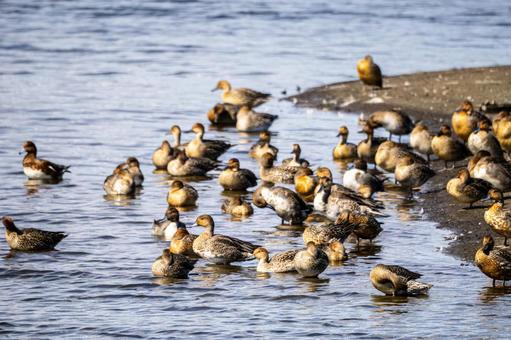 オナガガモの群れ⑴の写真