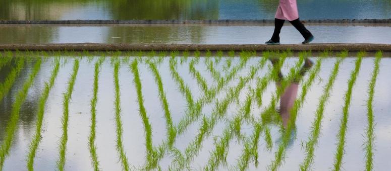 田植えの後の田んぼ 田植えの後の田んぼ 田植え,田んぼ,稲作の写真素材