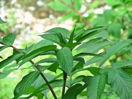 ソクズの5月の若葉 ソクズの5月の若葉 ソクズ,クサニワトコ,薬草の写真素材
