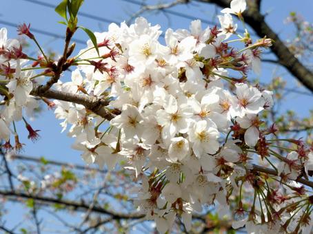 やや葉桜の始まりつつあるソメイヨシノ やや葉桜の始まりつつあるソメイヨシノの写真