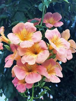 ピンクの花 花,ピンク,公園の写真素材