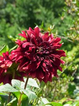 花壇に咲く黒蝶という名のダリア 花壇に咲く黒蝶という名のダリアの写真