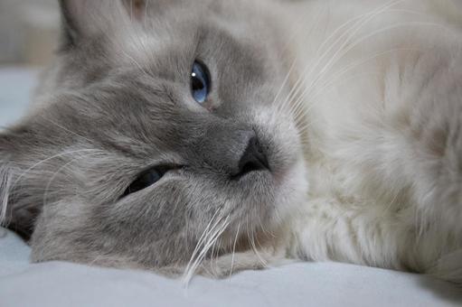 落ち着いた猫 ねこ,ラグドール,大型猫の写真素材