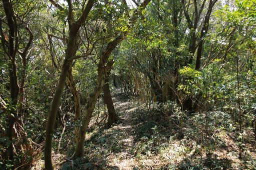 由良岬灯台と由良岬御所跡への道 由良岬灯台と由良岬御所跡への道 由良岬灯台,由良岬,灯台の写真素材