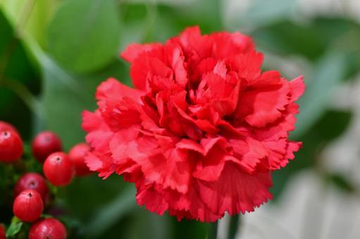 赤いカーネーション カーネーション,赤色,真っ赤の写真素材