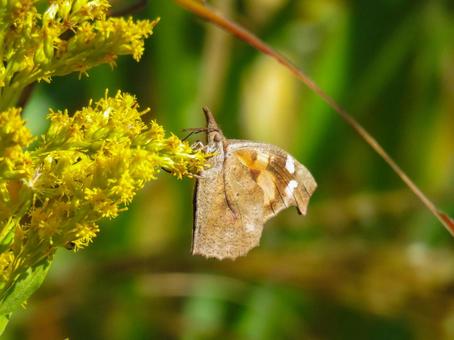 黄色い花に留まるテングチョウ 黄色い花に留まるテングチョウ テングチョウ,昆虫,生物の写真素材