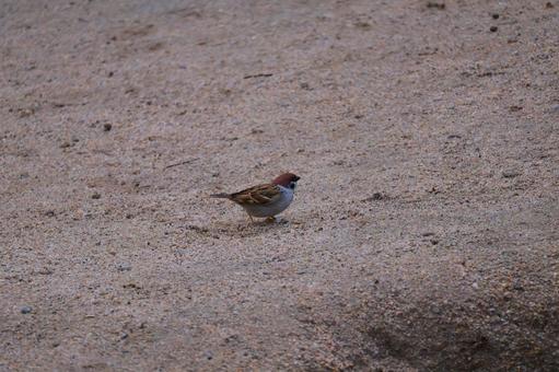 Sparrow, JPG