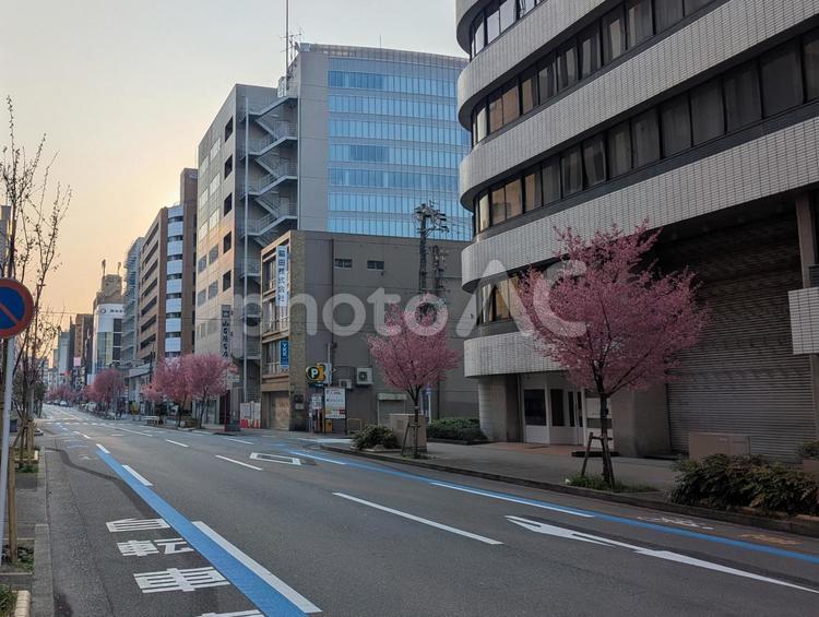 桜並木の道 桜,サクラ,さくらの写真素材