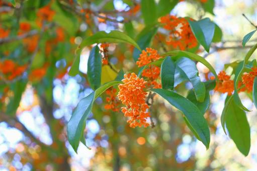 キンモクセイ　花 キンモクセイ,金木犀,木の写真素材