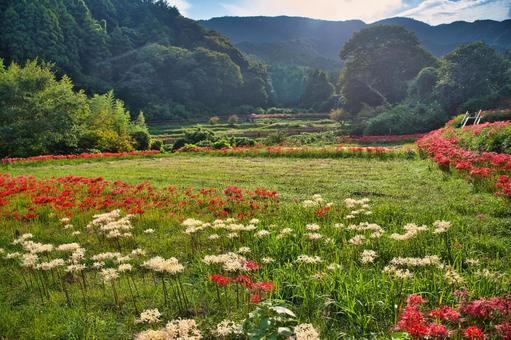 彼岸花咲く里山風景 彼岸花咲く里山風景の写真