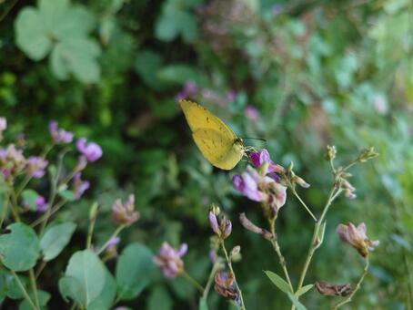 キタキチョウ キタキチョウ,キチョウ,蝶の写真素材
