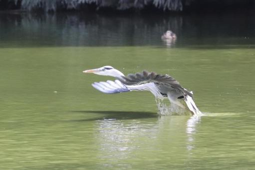 離水! 離水!の写真