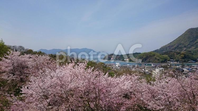 桜と海と山 桜,しまなみ海道,海の写真素材