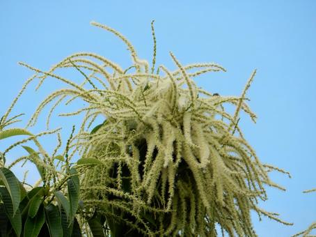 【植物写真】栗の花 【植物写真】栗の花の写真