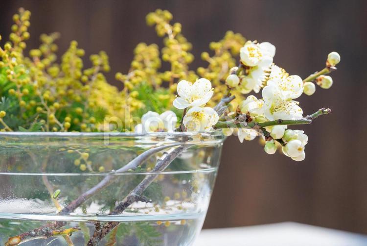 ミモザと白い花の水挿し ミモザ,花,白花の写真素材