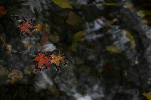 autumn leaves, JPG autumn leaves, JPG
